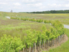 Hedging - Jeskyns Farm, Cobham, Kent