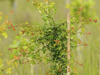 Hedging - Jeskyns Farm, Cobham, Kent
