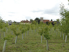 Planting - Fordham Hall Estate, Colchester