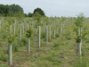 Planting - Fordham Hall Estate, Colchester